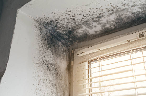 Affordable Mold Cleanup solutions in Kingston, NY